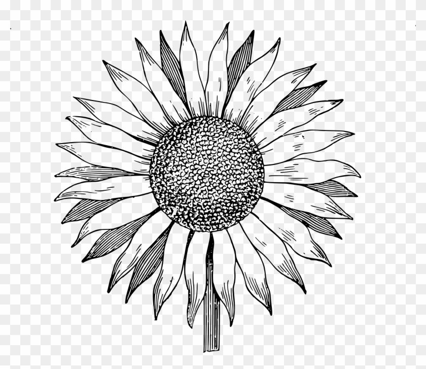 Drawing Clipart Sunflower - Sunflower Vector Png #217997