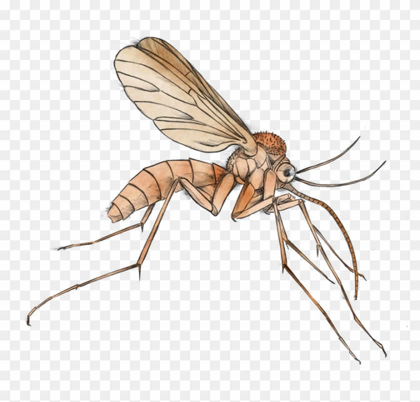 Mosquito Clip Art Free Clipart Images - Mosquito Clipart Transparent #218947