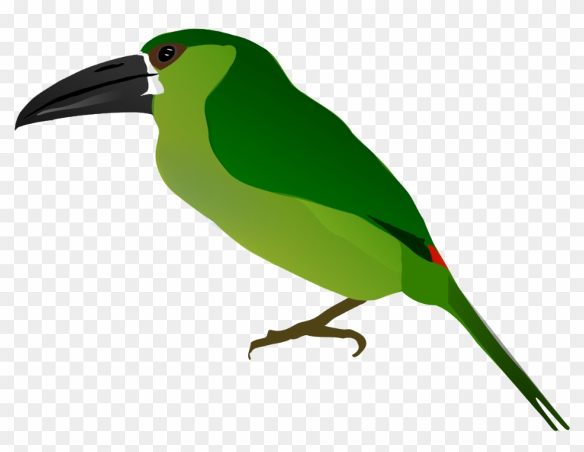 Toucanet Clipart Dove - Drawing #1387563