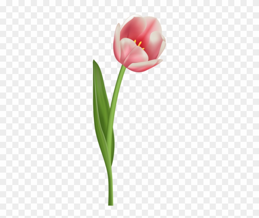 Tulip Clipart Transparent Background - Tulip On Transparent Background #1387602