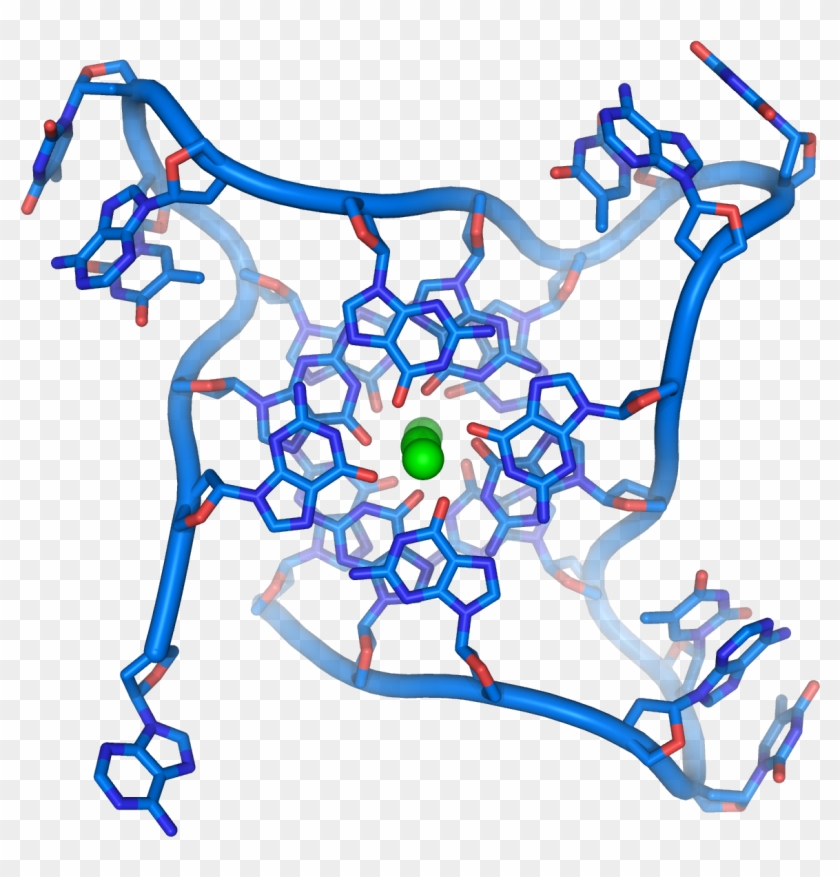 More Proof That Exercise Is The Fountain Of Youth - G Quadruplex #1388063