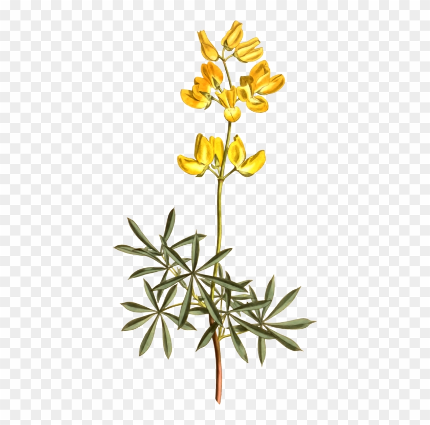 Twig Flora Herbaceous Plant Plant Stem Herbalism - Clip Art #1388142
