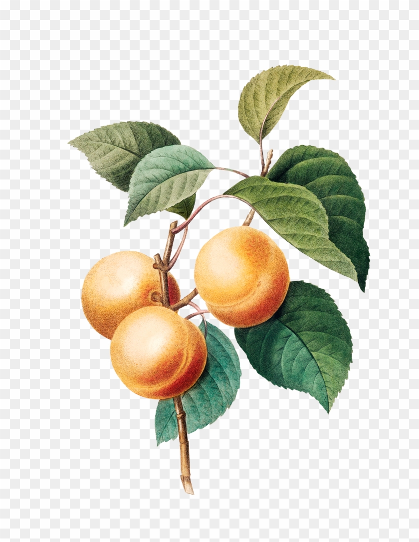 The World Of Clip Art Has Endless Possibilities For - Pierre Joseph Redoute Fruit #1388154