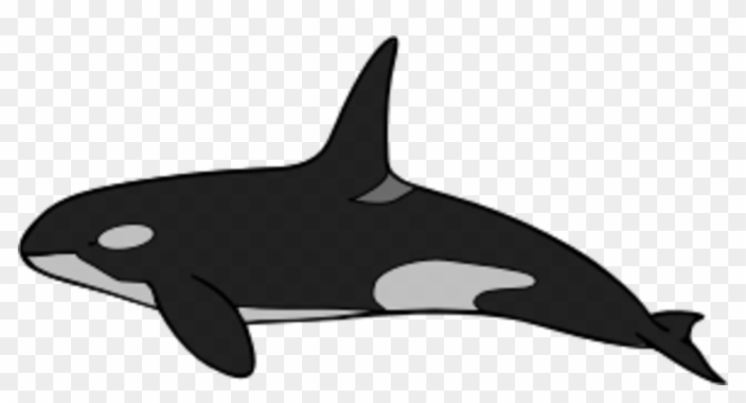 All Photo Png Clipart - Orca Size #1388258