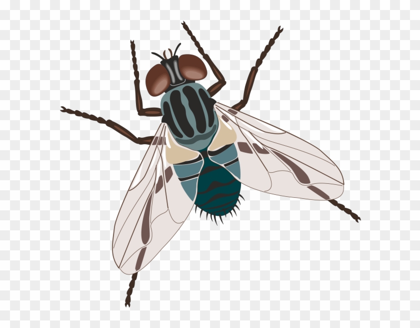 Fly Clipart Drosophila - Types Of Flies #1389225