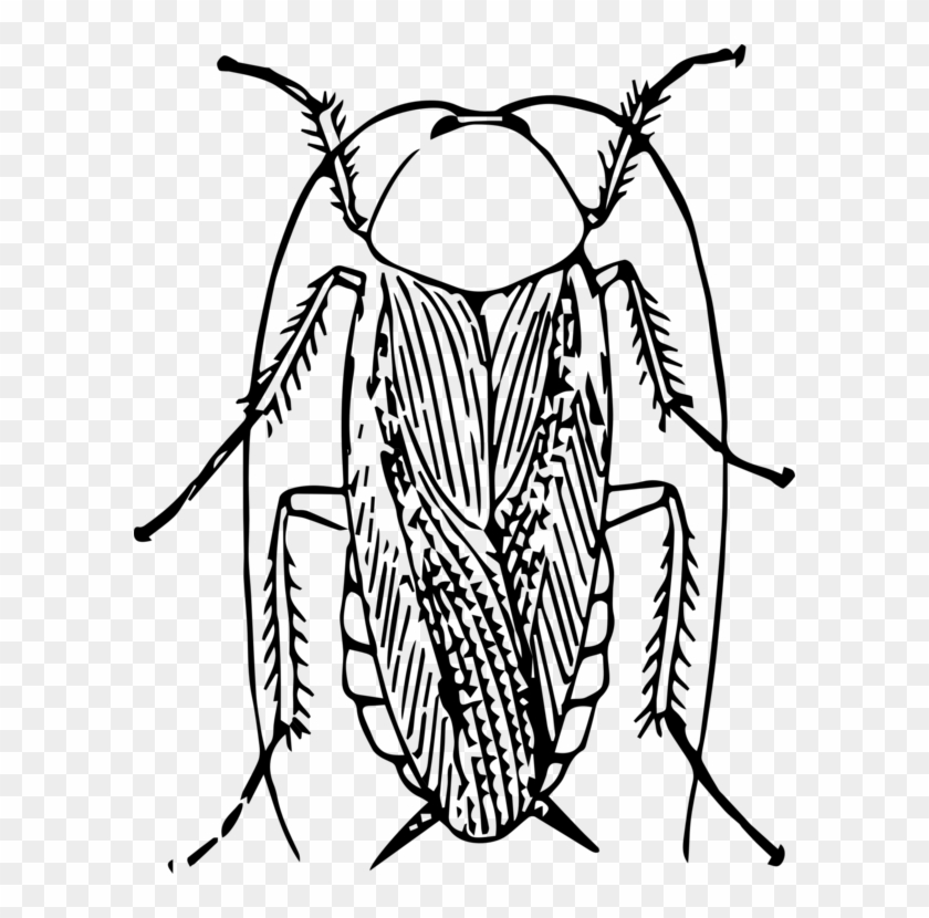 American Cockroach Black And White Insect Drawing - Cockroach Black And White #1389406