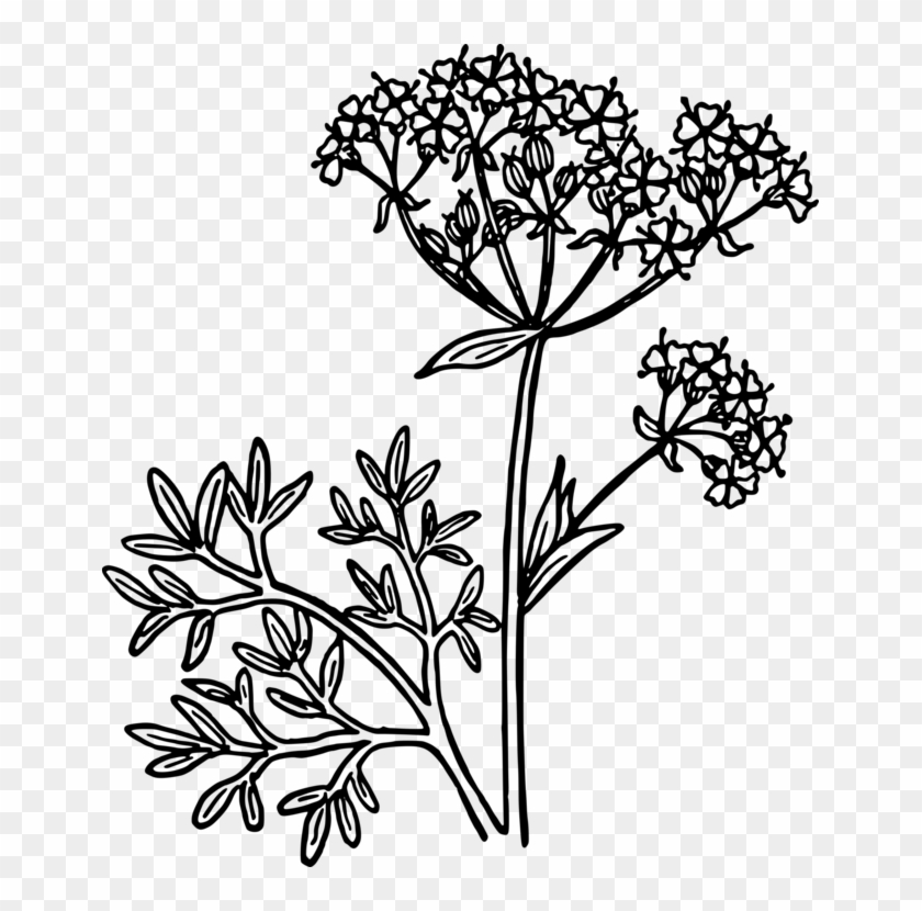 Star Anise Drawing Plants Herb - Anise Vector #1389555