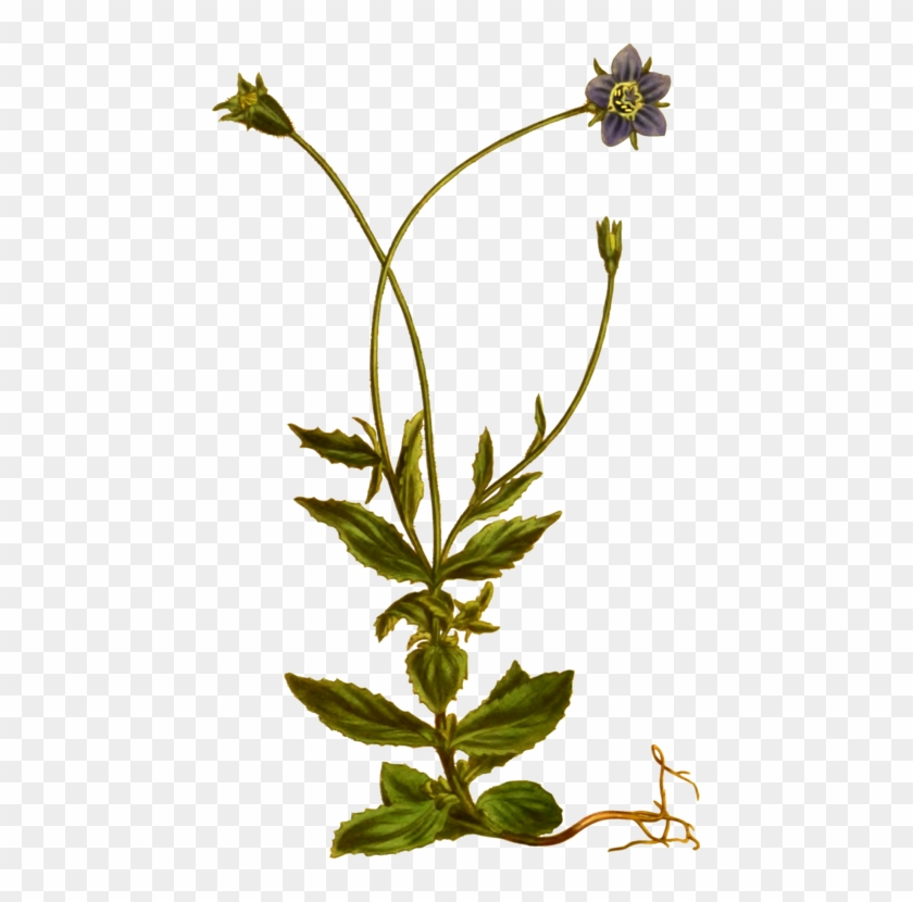 Flowering Plant Herbaceous Plant Herbalism - Herbaceous Plant #1389557