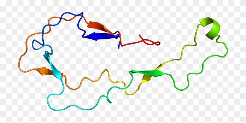 Protein Calr Pdb 1hhn - Kalretikulina #1390550