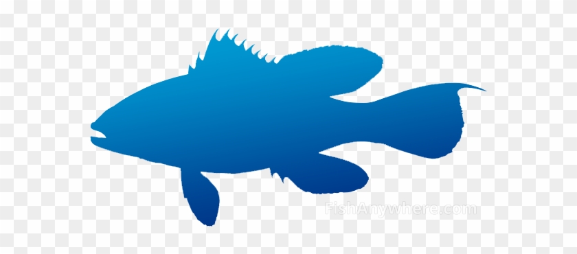 Sea Bass - Cartilaginous Fish #1390659