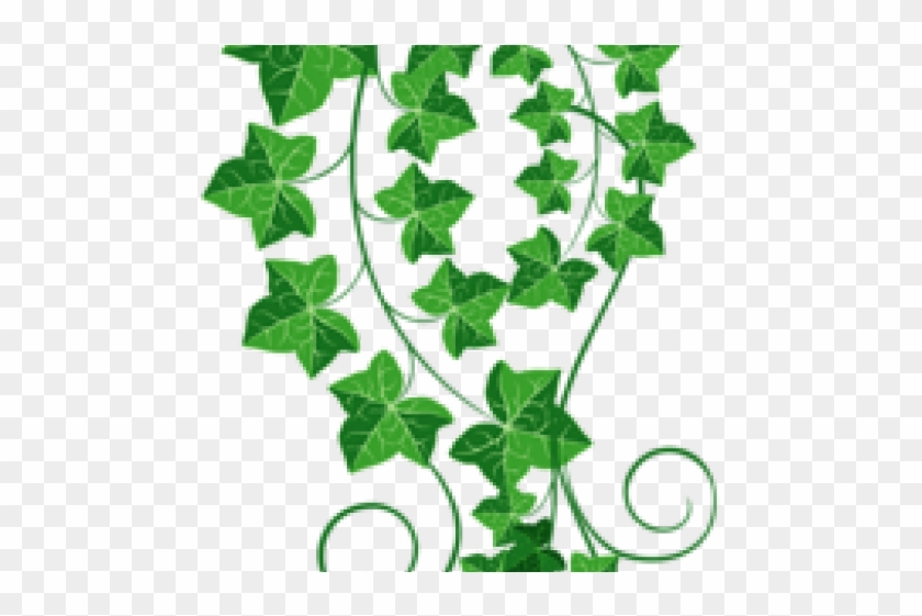 Ivy Clipart Grape Leave - Transparent Green Vine Clipart #1391014