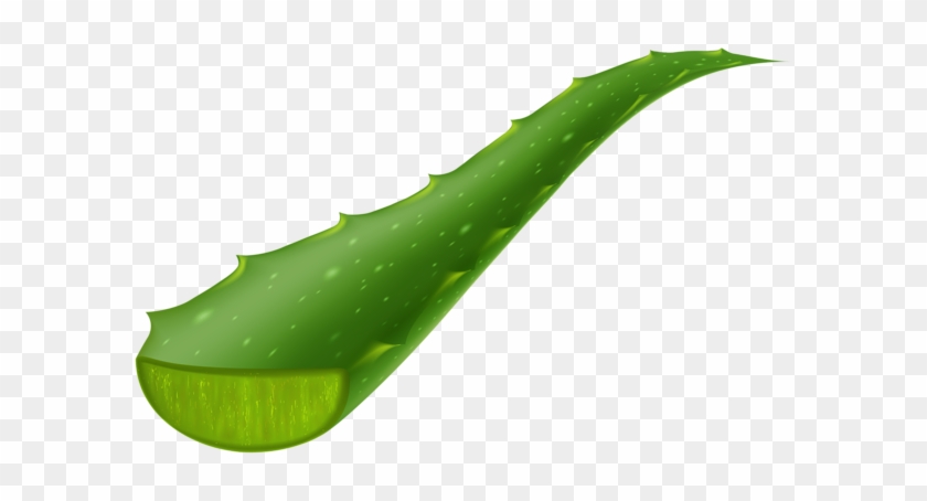 Aloe Vera Piece Transparent Clip Art Image - Aloe Vera Clipart Transparent #1391059