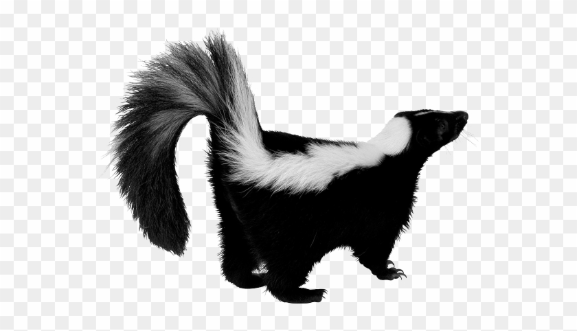 Skunk - Skunk Png #1391281