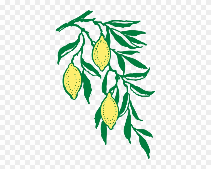 Lemon Tree Branch Clip Art #1391556