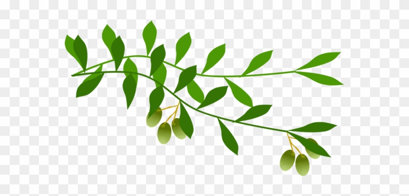 Olive Branch Leaf Laurel Wreath Tree - Olive Branch Free Clip Art #1391568