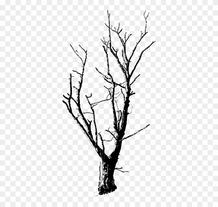Twig Vector Ranting - Dead Tree Transparent Png #1391572