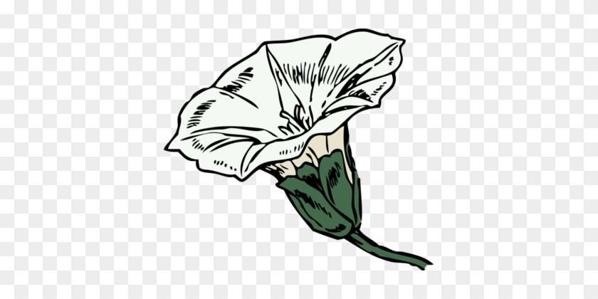 Flower Drawing Coloring Book Line Art - Bindweed Clipart #1391717
