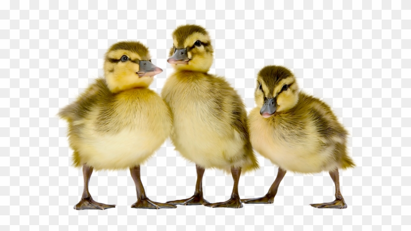 Duckling Clipart Brood - Duck #1392073