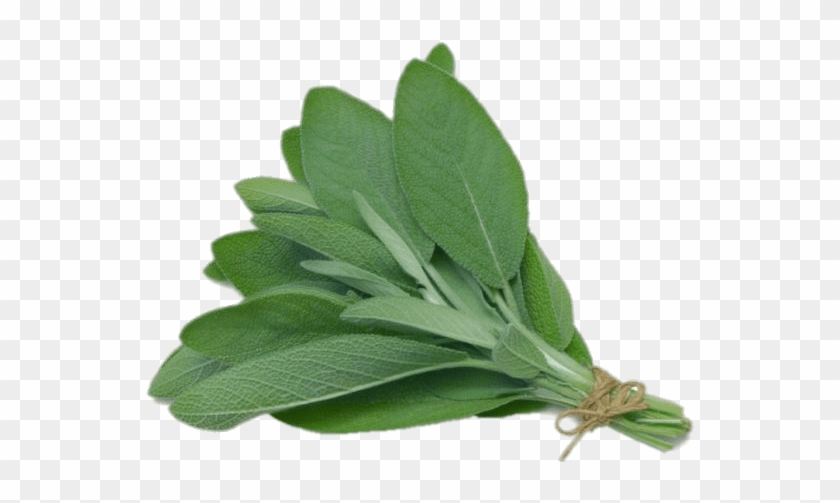 Plant Clipart Herb - Herb Sage #1392374