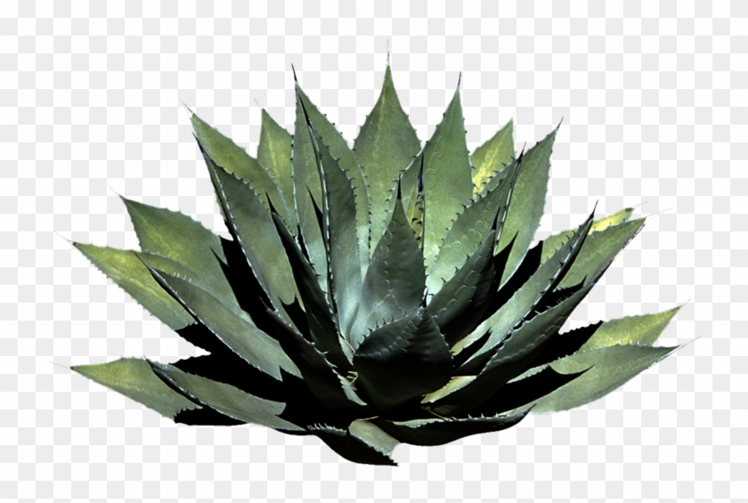 Plant Clipart Png Photos - Plants Png #1392424