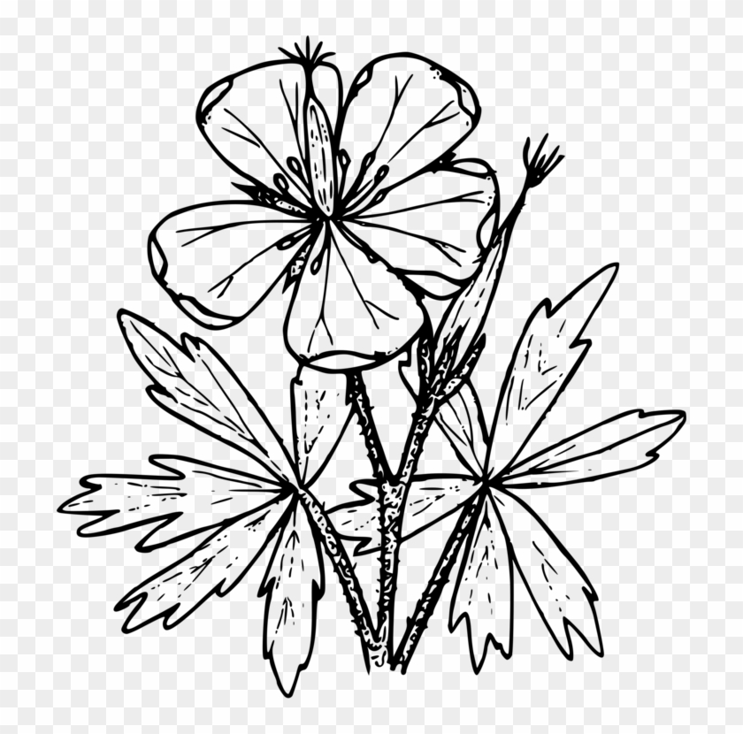 Drawing Wildflower Stencil Coloring Book - Drawing Of Geraniums Transparent #1392446