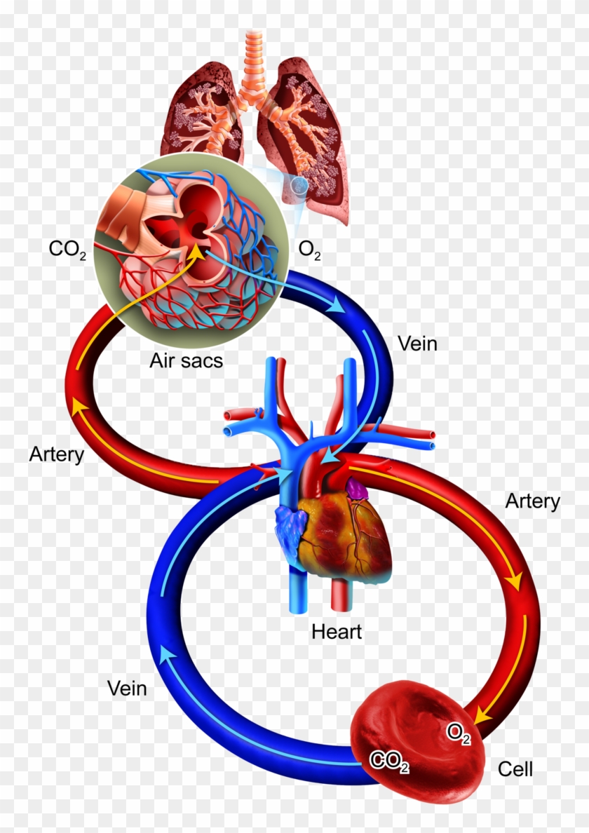 Breathe Clipart Human Breathing - Oxygen Cells #1393018