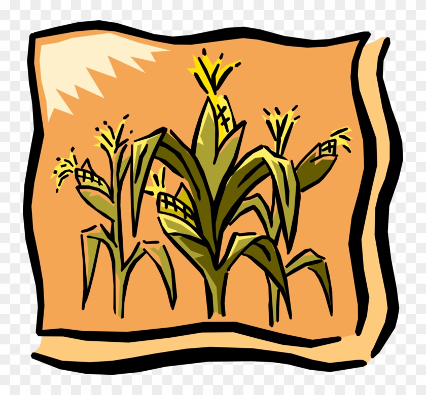Vector Illustration Of Farm Cornfield Corn Crop In - Cherokee Green Corn Festival #1393136