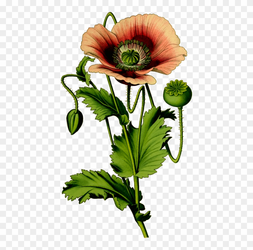 All Photo Png Clipart - Opium Plant Clipart #1393140