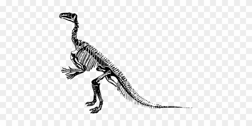 Tyrannosaurus Dinosaur Stegosaurus Triceratops Fossil - Dinosaur Skeleton Png #1393772
