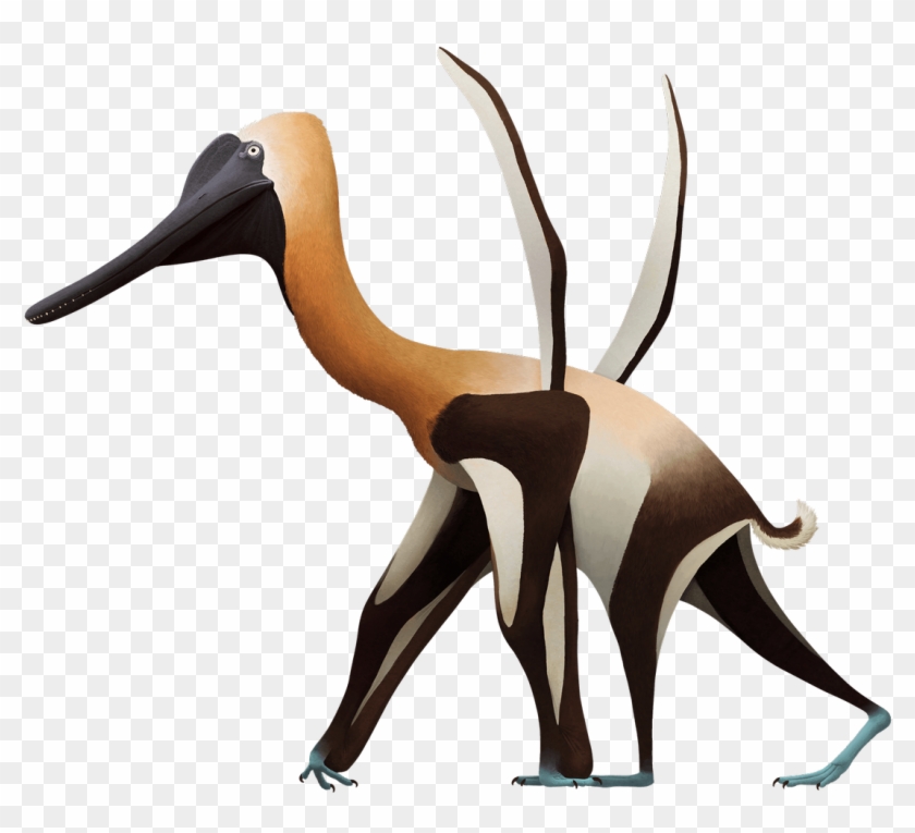 #science #fossils #pterosaur Https - Eurolimnornis #1393788