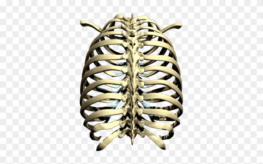 Rib - Ribcage Png #1393826