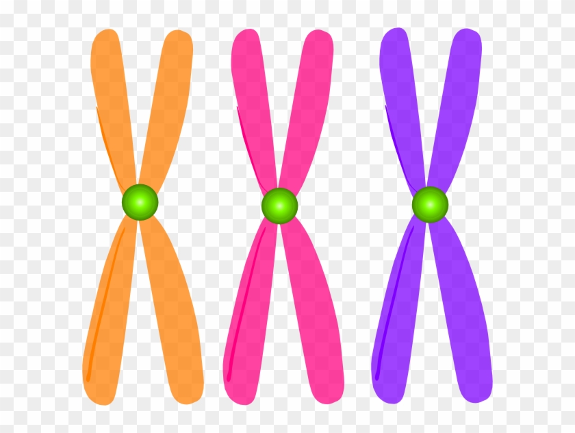 Clip Art Chromosomes Png Clipart Biology Clipart Chromosome - Clip Art Chromosomes Png #1394113