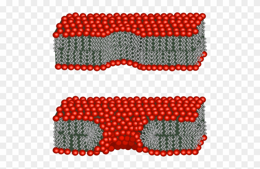 Electroporation Is Used In The Lab As A Method Of Transfecting - Hydrophilic Pore #1394122