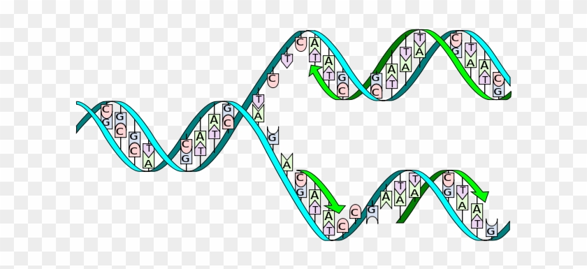 In Biology - Dna Replication #1394138