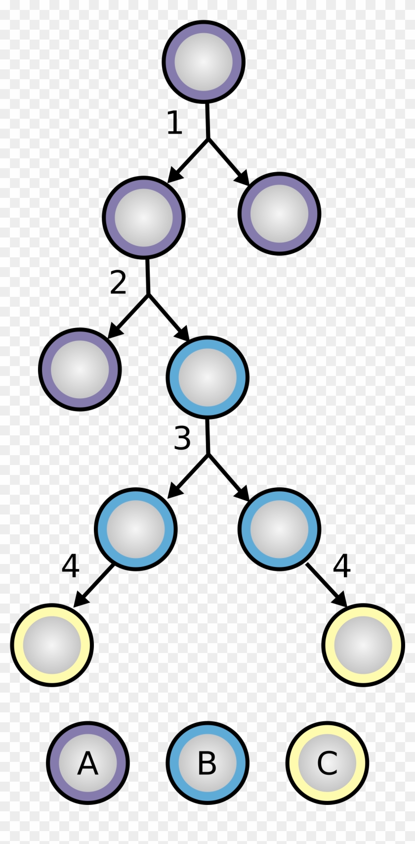 Stem Cell Division And Differentiation A - Stem Cell Division And Differentiation #1394158