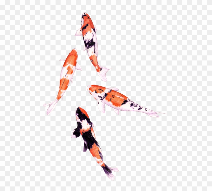 Transparent Koi Fish Png #1394312