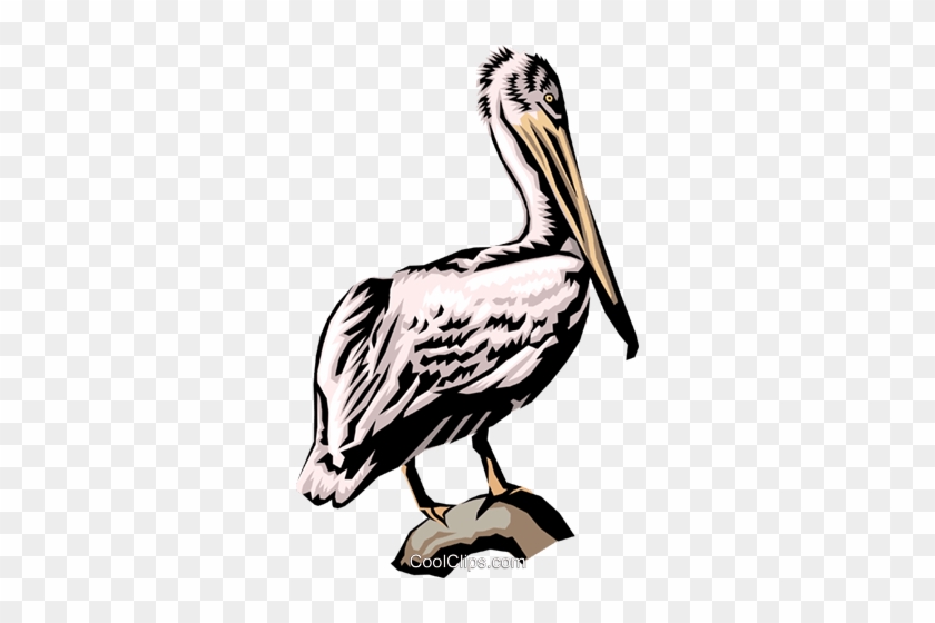 Pelican Royalty Free Vector Clip Art Illustration - Brown Pelican #1396410