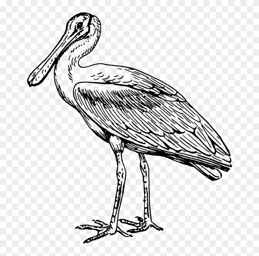 Stork Line Art Drawing Pelecaniformes Spoonbills - Outline Picture Of Spoonbill #1396422