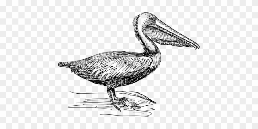 Water Bird Beak Brown Pelican Computer Icons - Pelican Beak Black And White #1396433