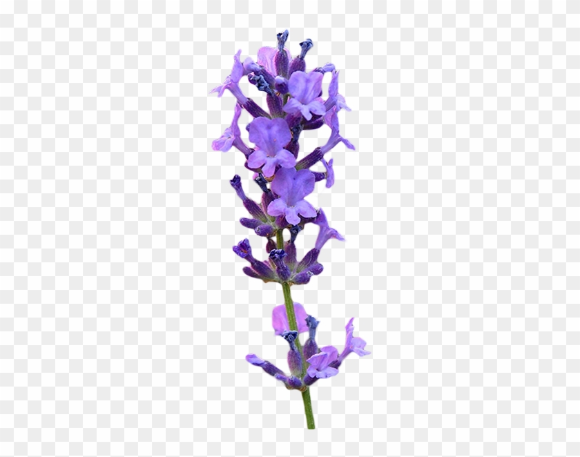 Png Lavender Clip Art Library Download - Lupin #1396769