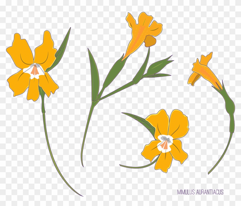 Native California Flower Project-flower - Orange Lily #1397133