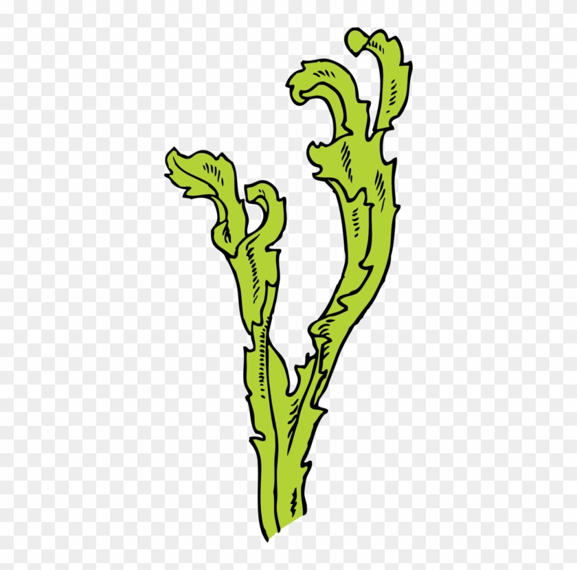 Seaweed Kelp Algae Seagrass - Seaweed Clip Art #1397214