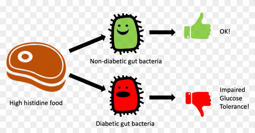 Gut Flora #1397459