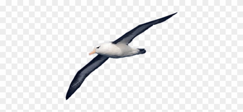 Albatross - Albatros Png #1397776