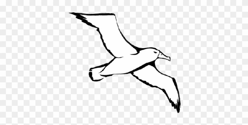 Albatross - Albatross Clipart #1397778