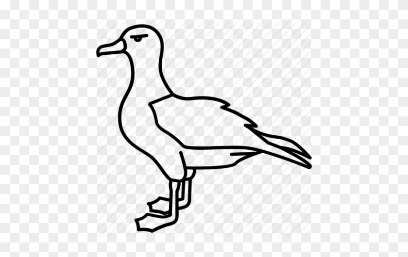 Albatross Drawing - Drawing Kittiwake #1397894