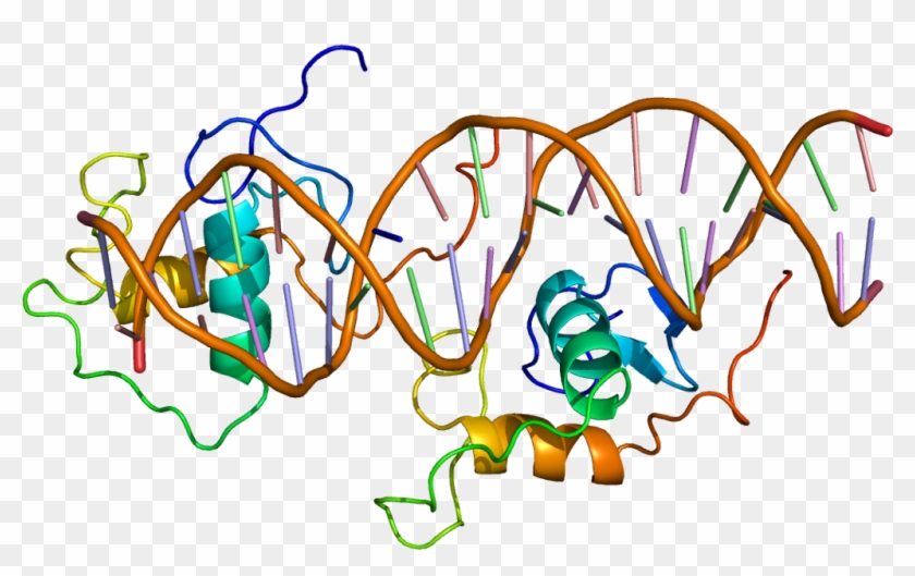 18lru0q3p53oxpng - Rev Erb Alpha Promoter #1397975