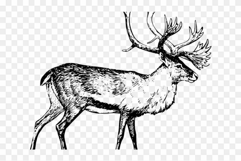 Caribou Clipart Clip Art - Caribou Clipart #1399187