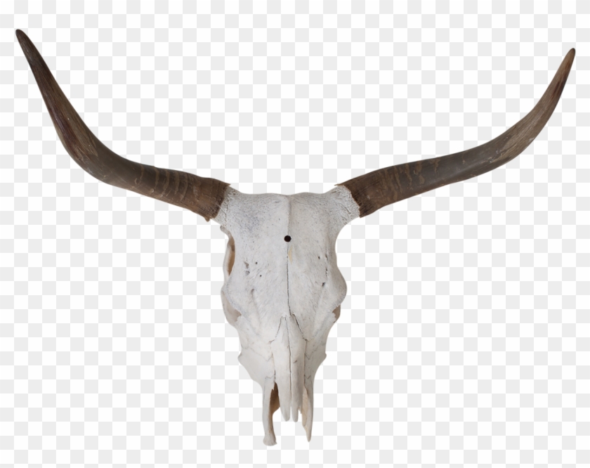 Collection Of Free Longhorn Vector Skull - Craneo De Toro Png #1399326