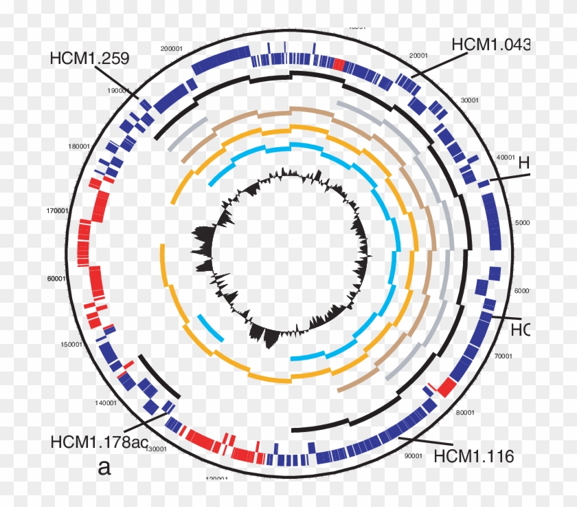 Long Range Pcr Of 10 Kb Amplicons Around Inchi1 Plasmids - Polymerase Chain Reaction #1400444